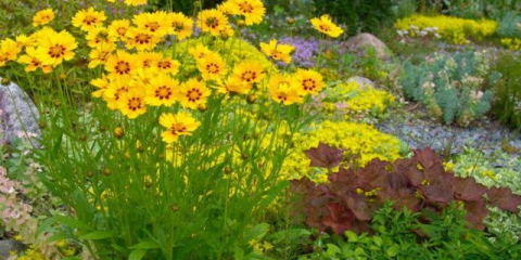 Кога и как да засадите семена от кореопсис за разсад